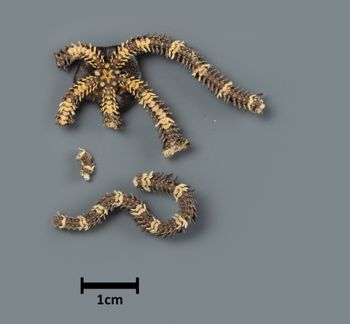 Media type: image;   Invertebrate Zoology OPH-5247 Description: Bottom up view of single ophiuroid specimen with a scale bar.;  Aspect: ventral